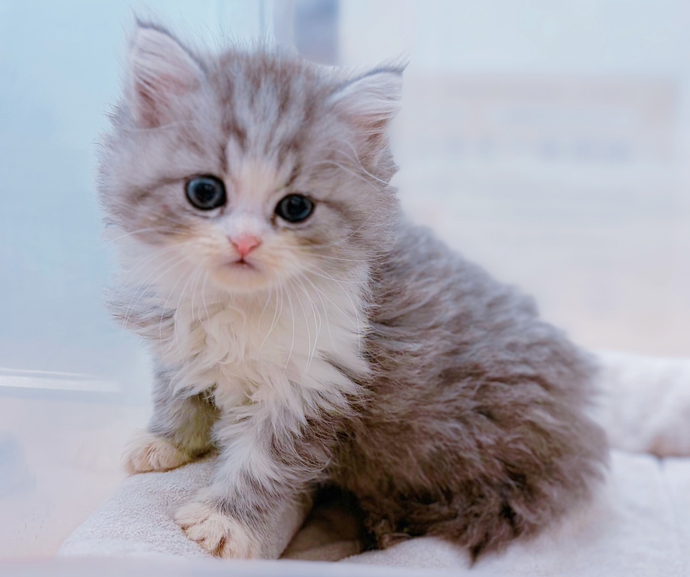 ラガマフィン ブルーチンチラシルバーホワイトの子猫｜佐賀 | ペッツメイトモラージュ佐賀店