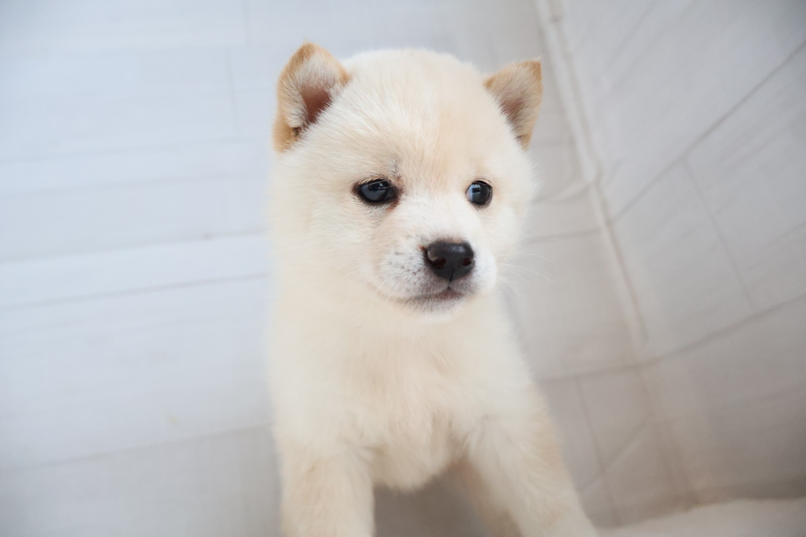 豆柴 白の子犬｜福岡 |ペッツメイトイオン乙金店