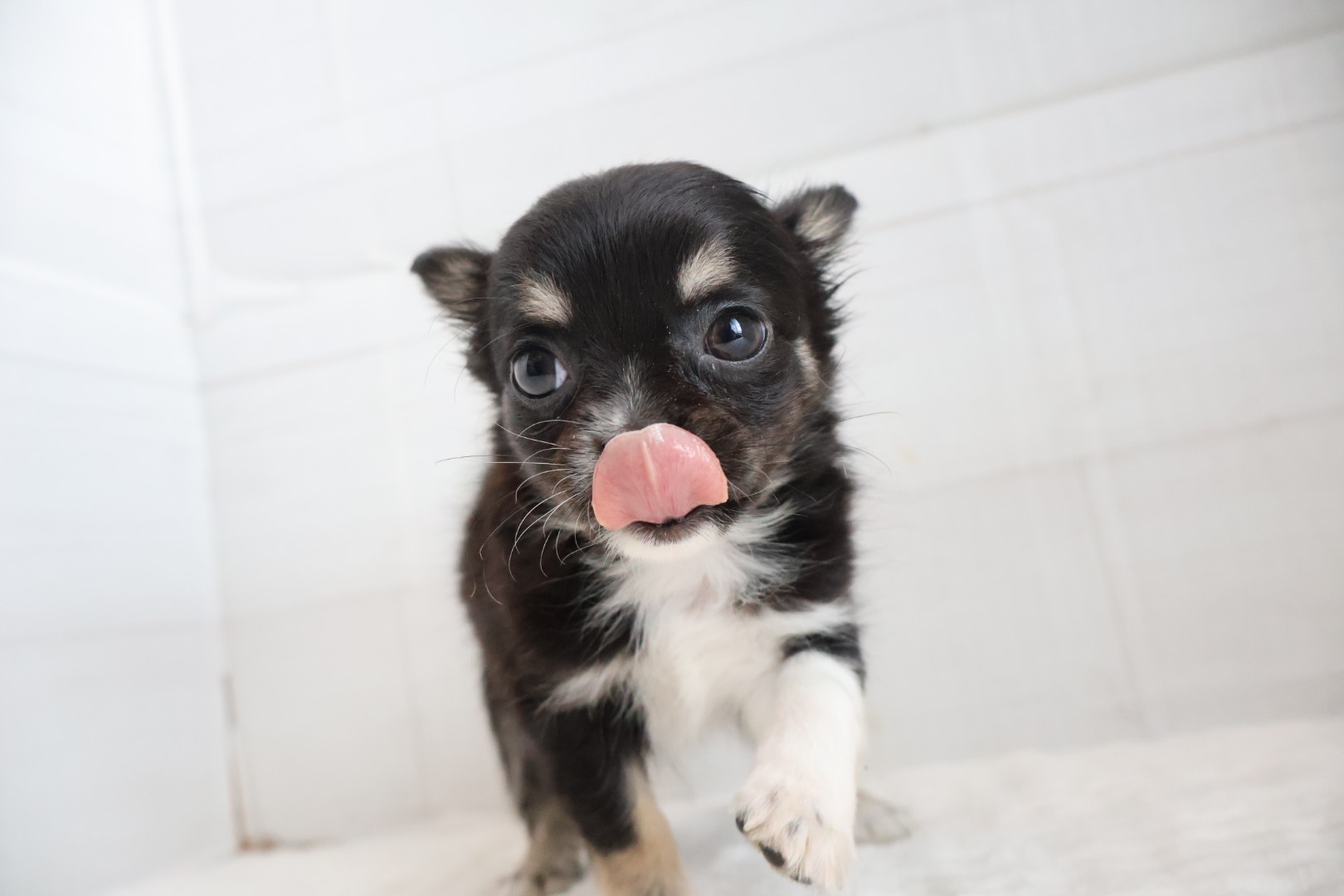 ロングコートチワワ ブラックタンホワイトの子犬｜佐賀 |ペッツメイト佐賀店