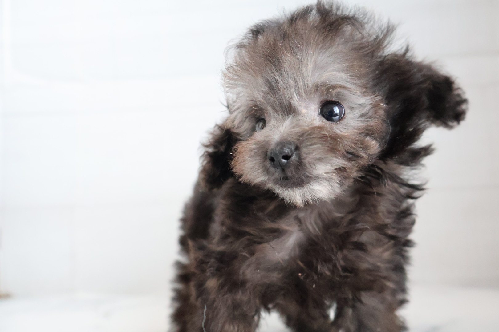トイプードル シルバーの子犬｜福岡 | ペッツメイト天神大名店