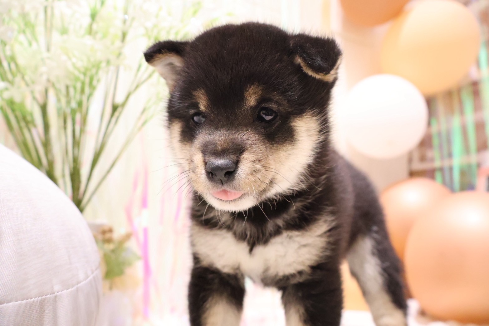 豆柴 黒の子犬｜佐賀 |ペッツメイト佐賀店