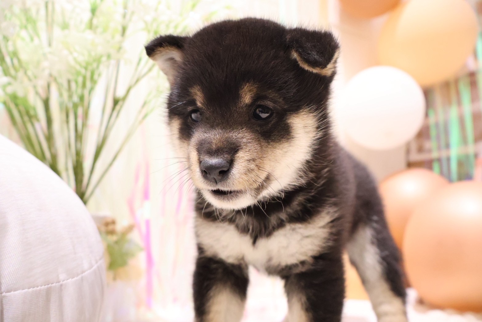 豆柴 黒の子犬｜佐賀 |ペッツメイト佐賀店
