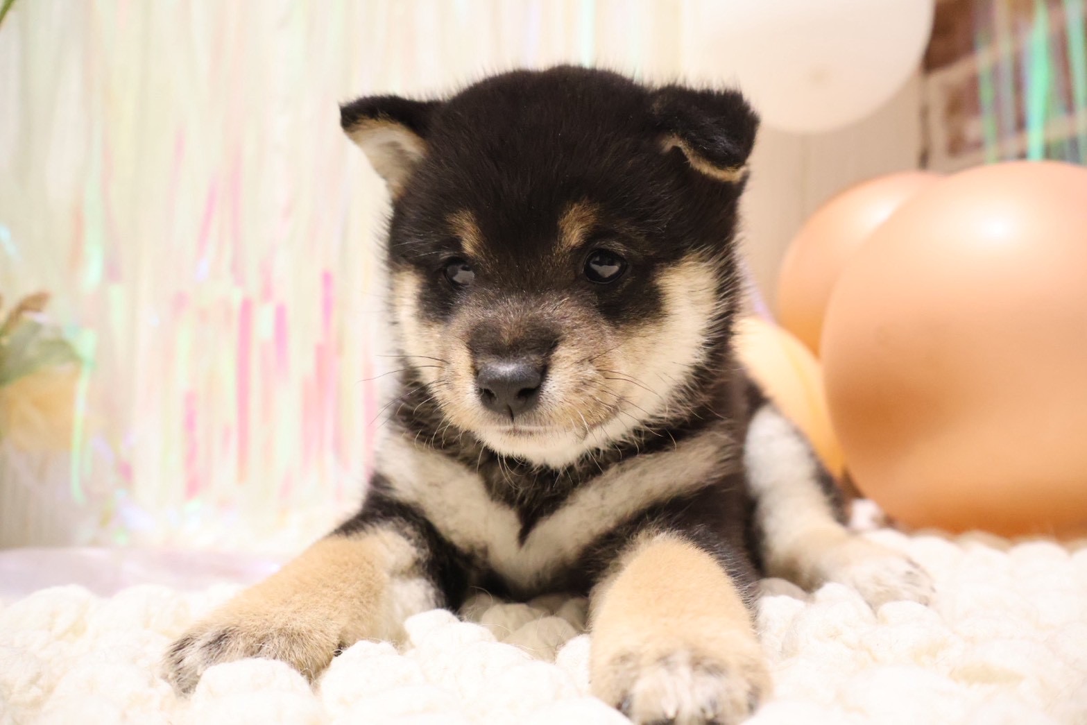 豆柴 黒の子犬｜佐賀 |ペッツメイト佐賀店