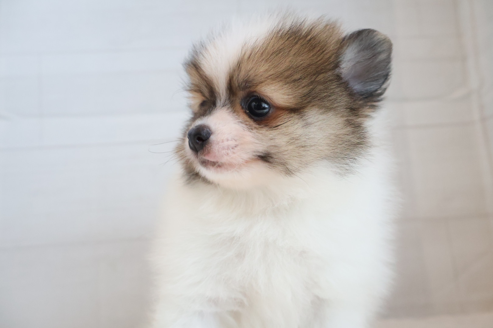 ポメラニアン パーティの子犬｜福岡 |ペットアミ須恵店