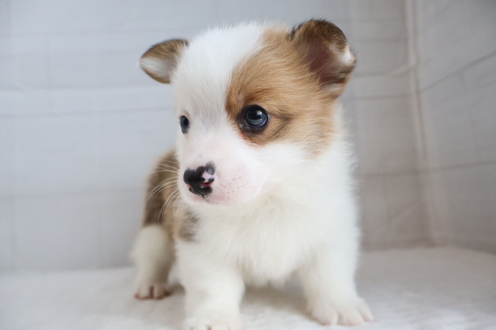 ウェルシュコーギー・ペンブローク レッドホワイトの子犬｜福岡 |ペッツメイトイオン小郡店