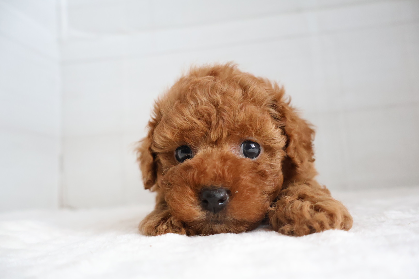 トイプードル レッドの子犬｜佐賀 |ペッツメイト佐賀店