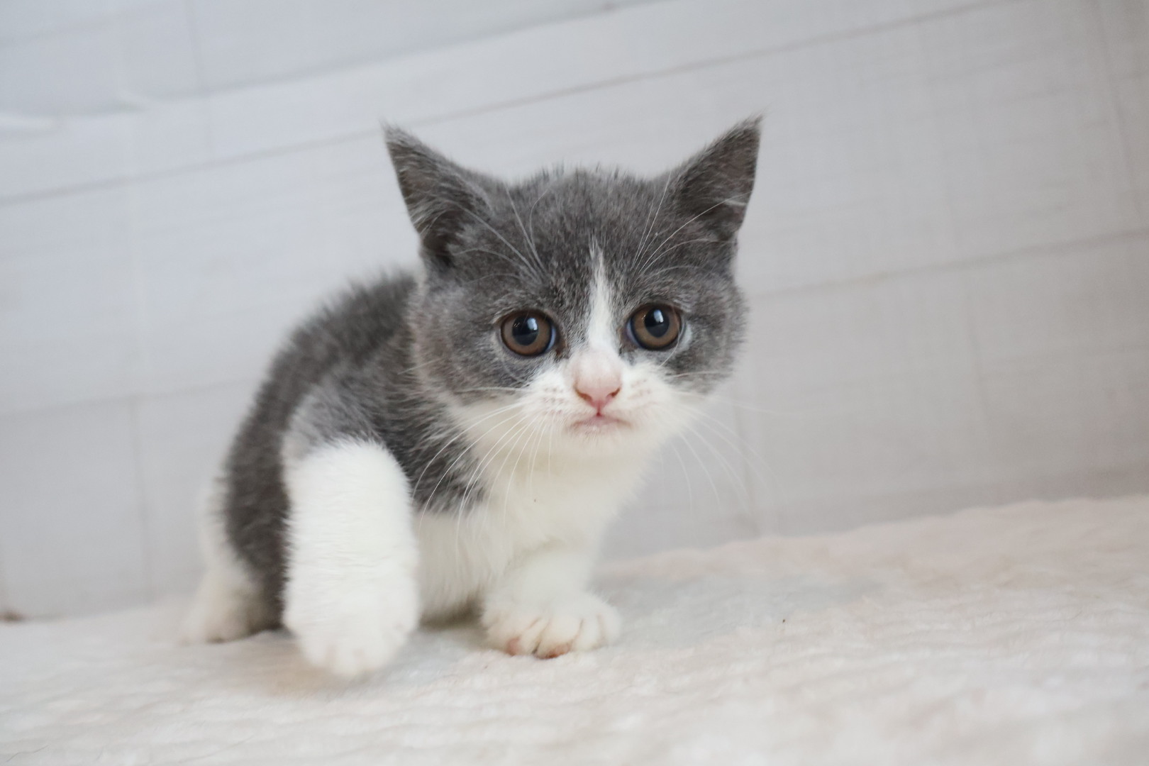 ブリティッシュショートヘア ブルーホワイトの子猫｜佐賀 | ペッツメイトモラージュ佐賀店