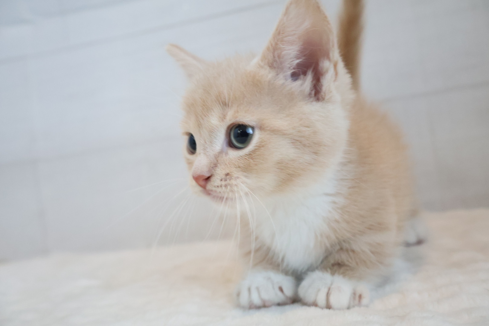 マンチカン クリームタビーホワイトの子猫｜佐賀 | ペッツメイトモラージュ佐賀店