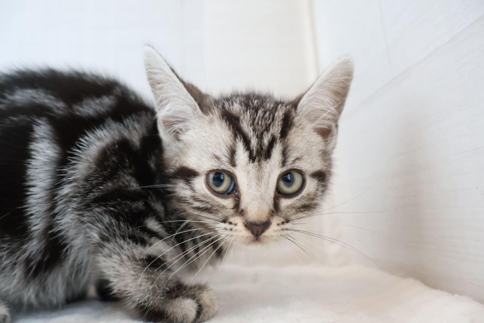 アメリカンショートヘア シルバータビーの子猫｜佐賀 |ペッツメイト佐賀店