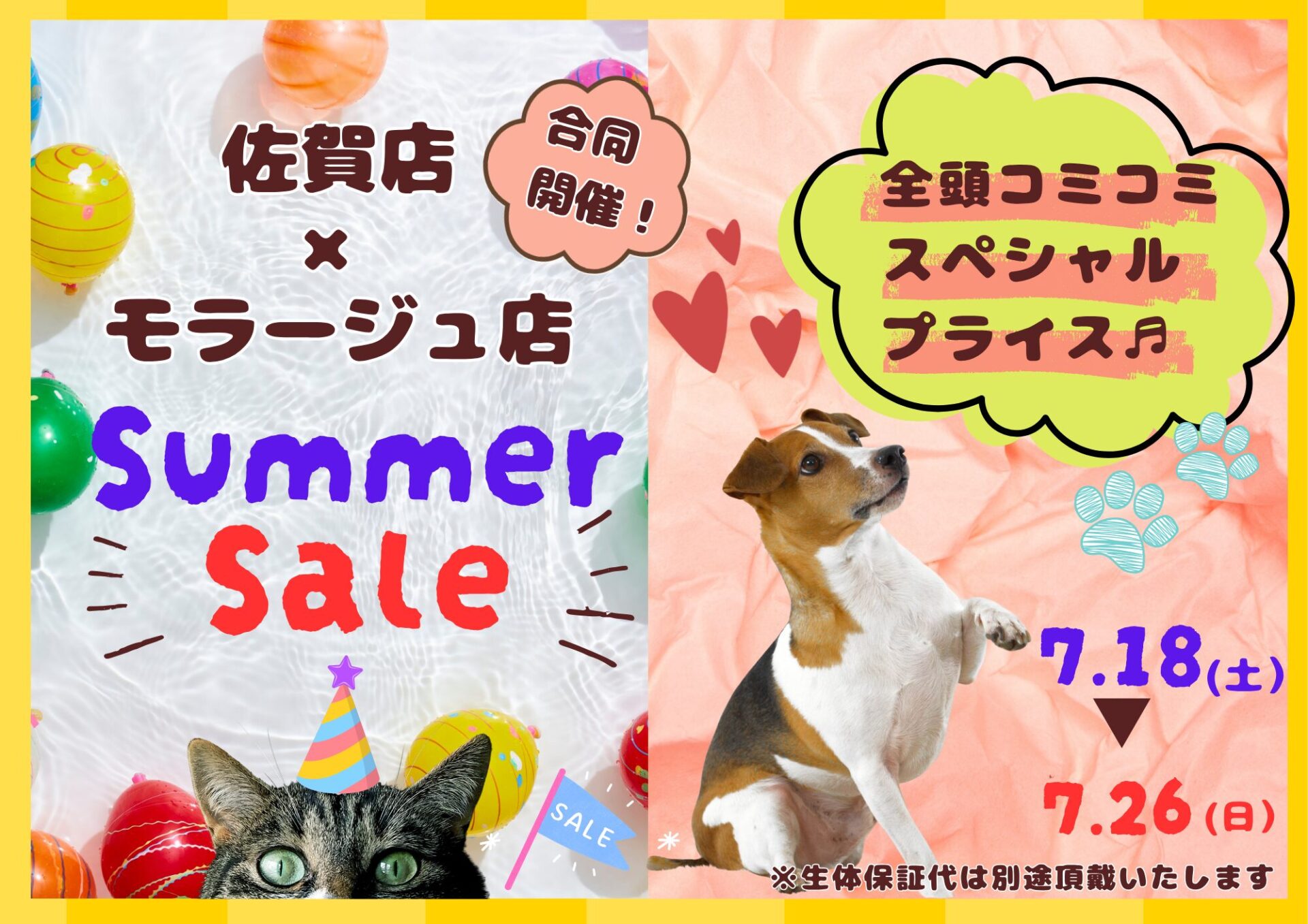 ミニチュアダックスフンド ブラックタンの子犬｜佐賀 |ペッツメイト佐賀店
