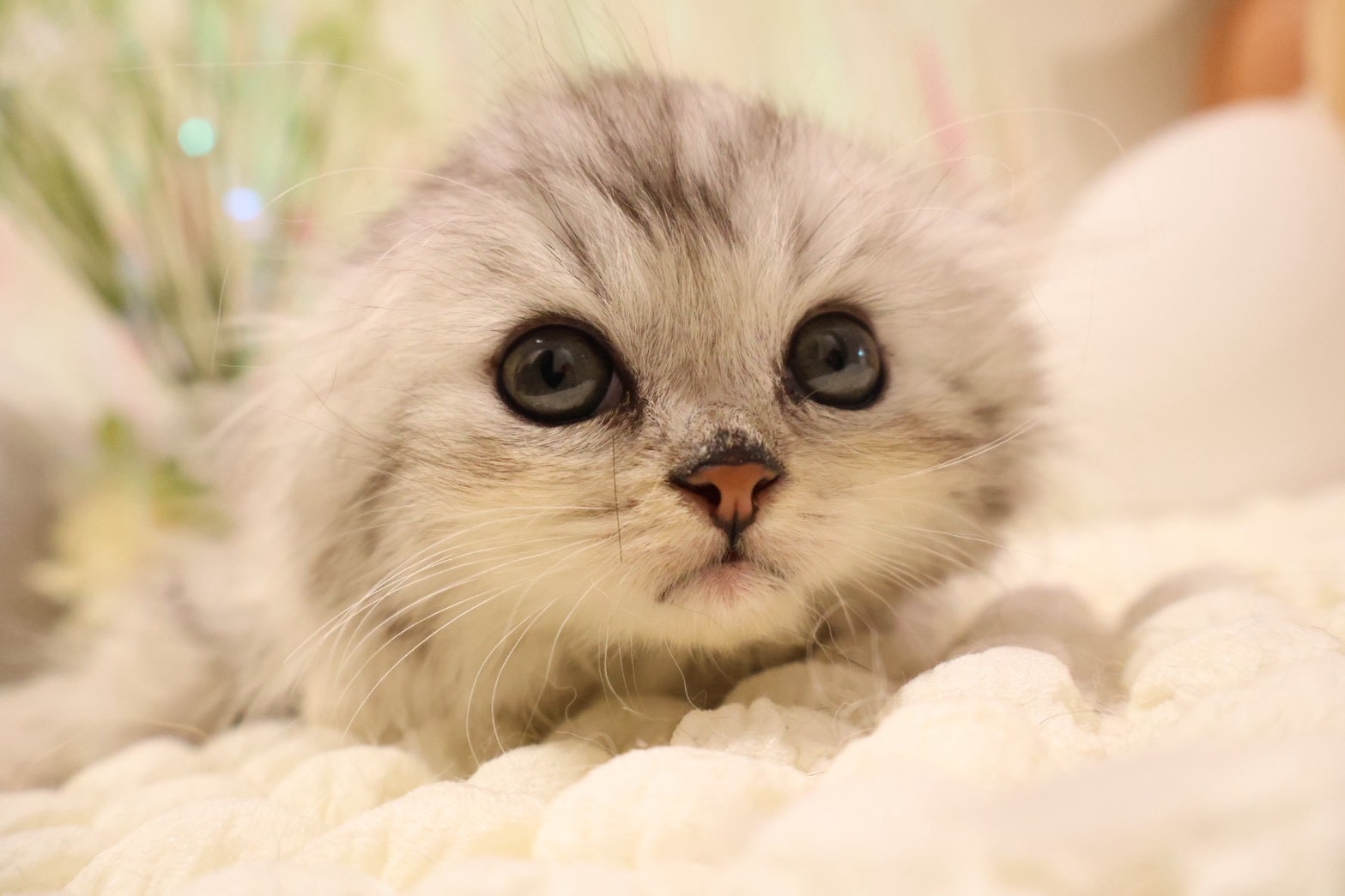 ラガマフィン シルバータビーの子猫｜福岡 |ペッツメイトイオン乙金店