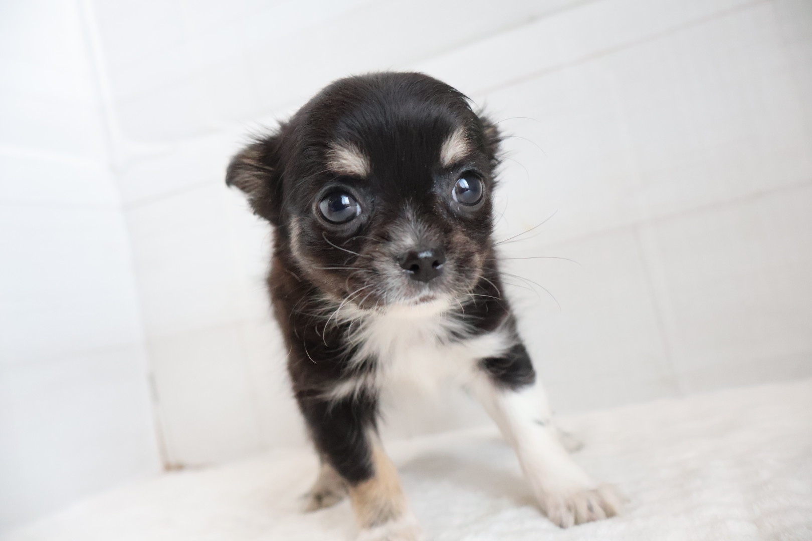 ロングコートチワワ ブラックタンホワイトの子犬｜佐賀 |ペッツメイト佐賀店