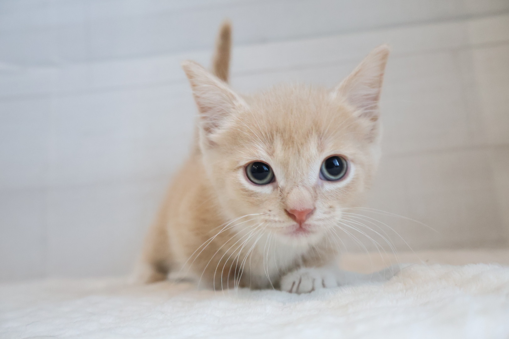 マンチカン クリームタビーホワイトの子猫｜佐賀 | ペッツメイトモラージュ佐賀店