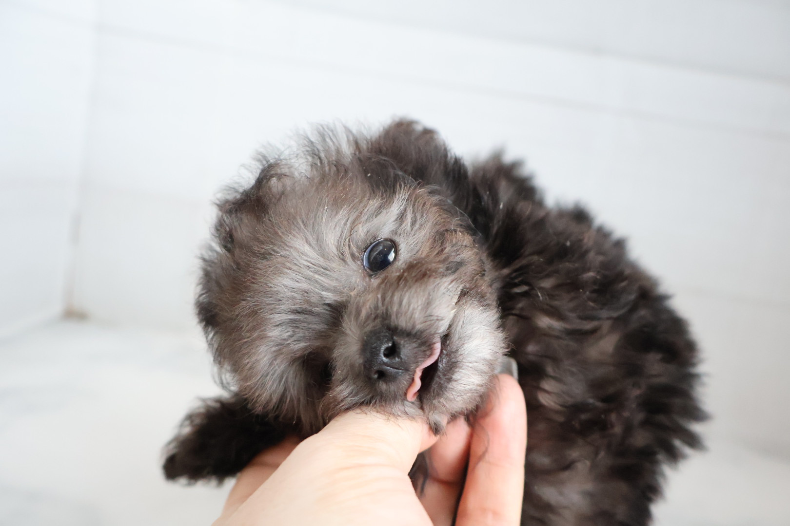 トイプードル シルバーの子犬｜福岡 | ペッツメイト天神大名店