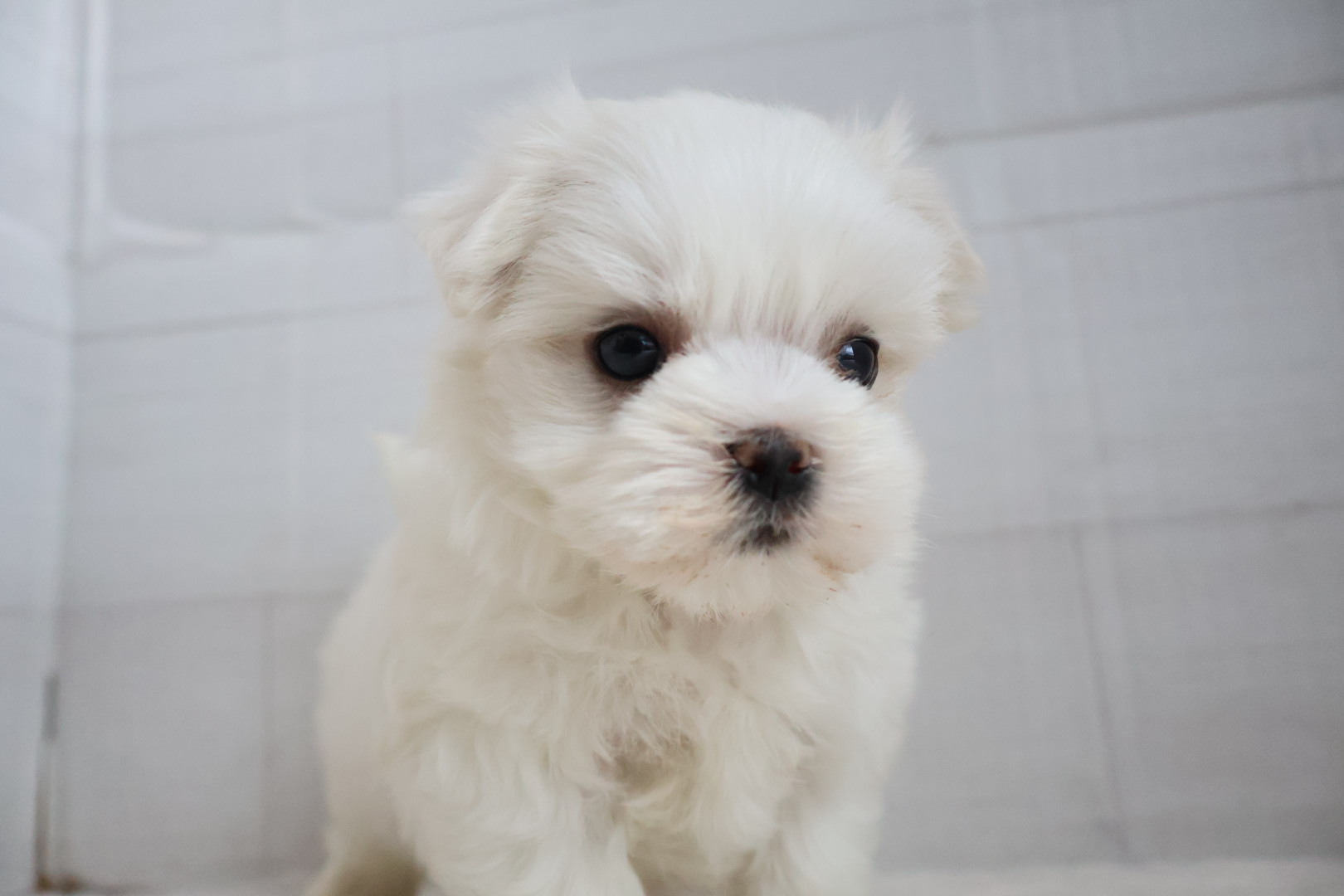 マルチーズ ホワイトの子犬｜宮崎 | ペッツメイト宮交シティ店