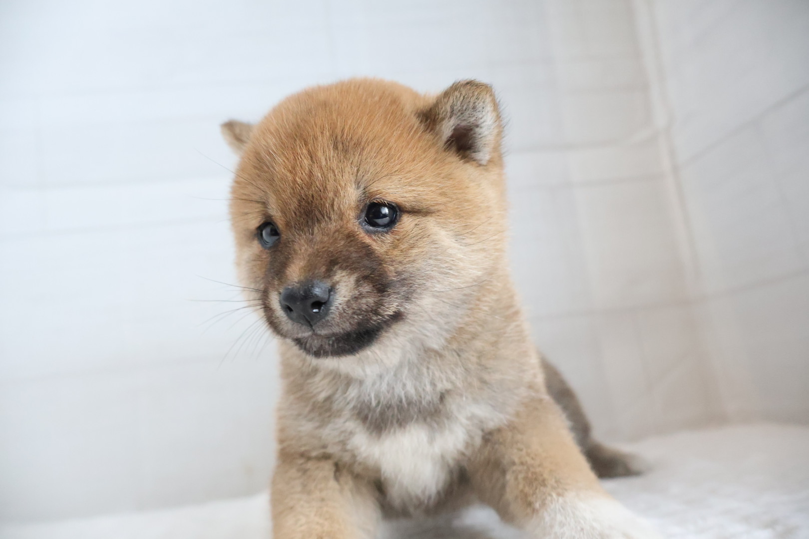 豆柴 赤の子犬｜宮崎 | ペッツメイトイオン都城店