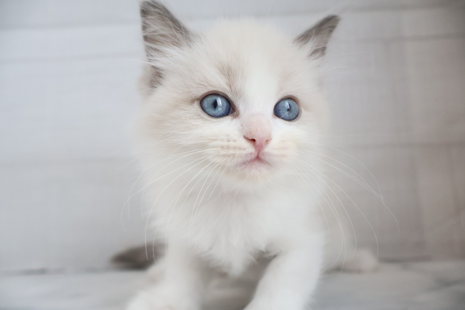 ラグドール ブルーポイントバイカラーの子猫｜佐賀 |ペッツメイト佐賀店