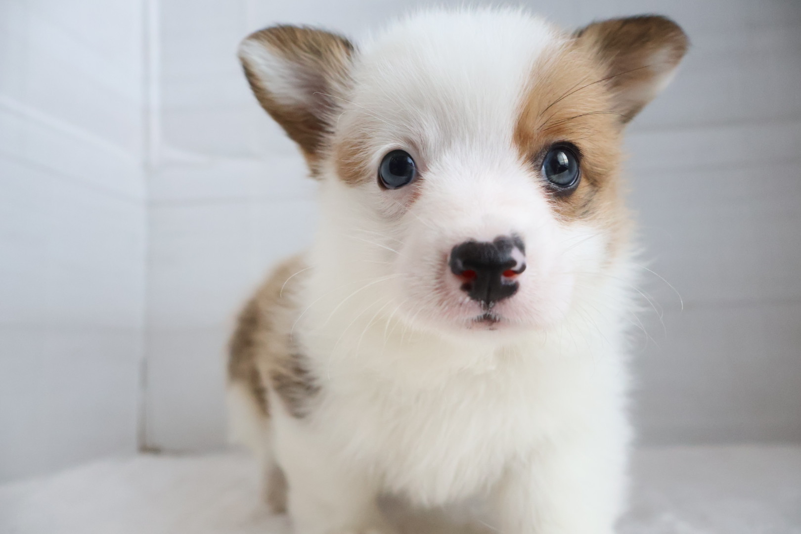 ウェルシュコーギー・ペンブローク レッドホワイトの子犬｜福岡 |ペッツメイトイオン小郡店