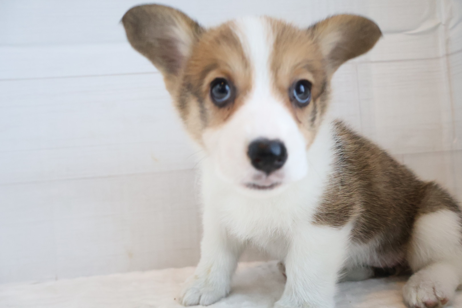 ウェルシュコーギー・ペンブローク セーブルホワイトの子犬｜佐賀 |ペッツメイト佐賀店
