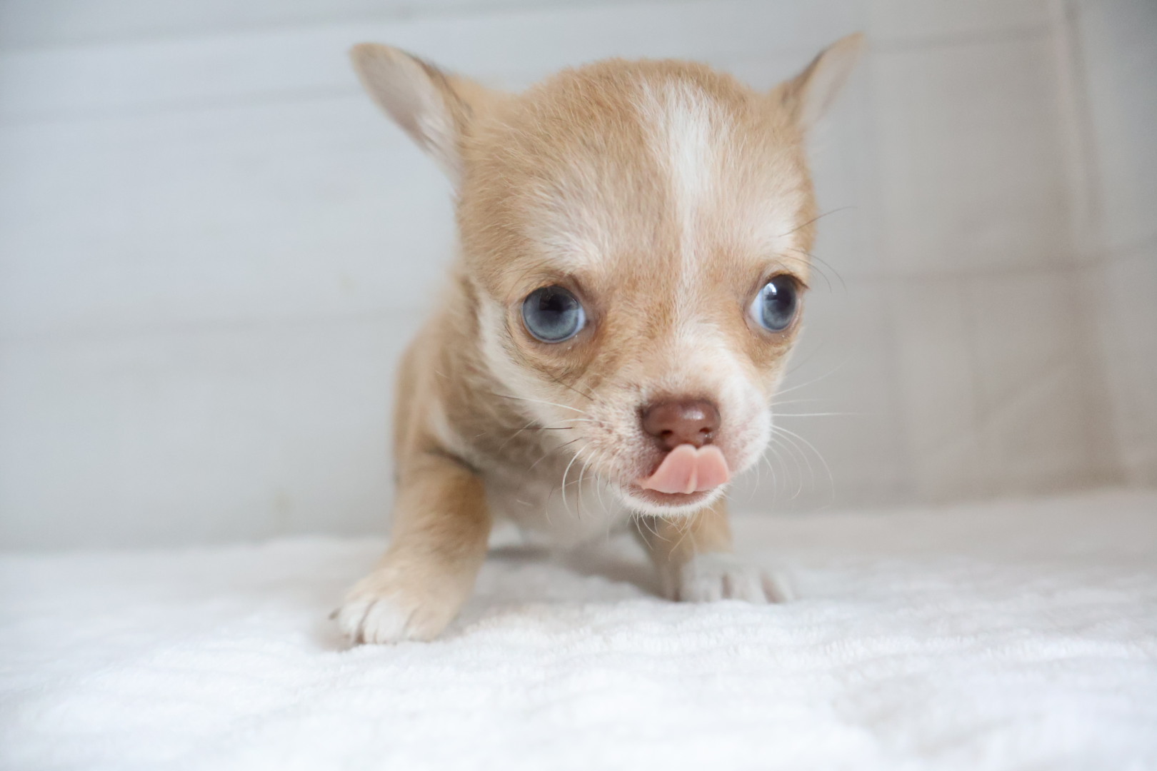 ロングコートチワワ チョコレートフォーンホワイトの子犬｜福岡 |ペットアミ須恵店