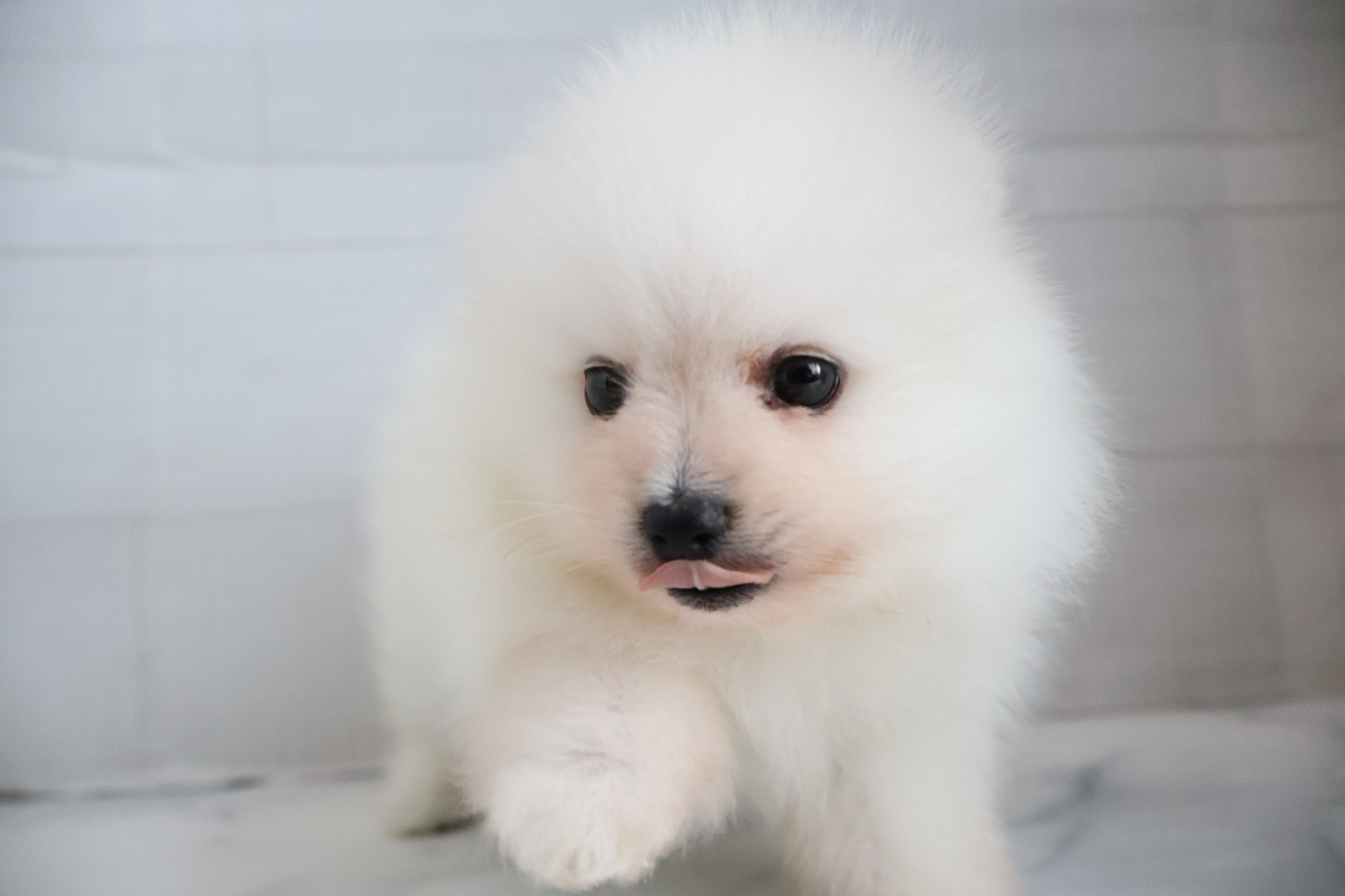 ポメラニアン ホワイトの子犬｜福岡 |ペッツメイトイオン小郡店