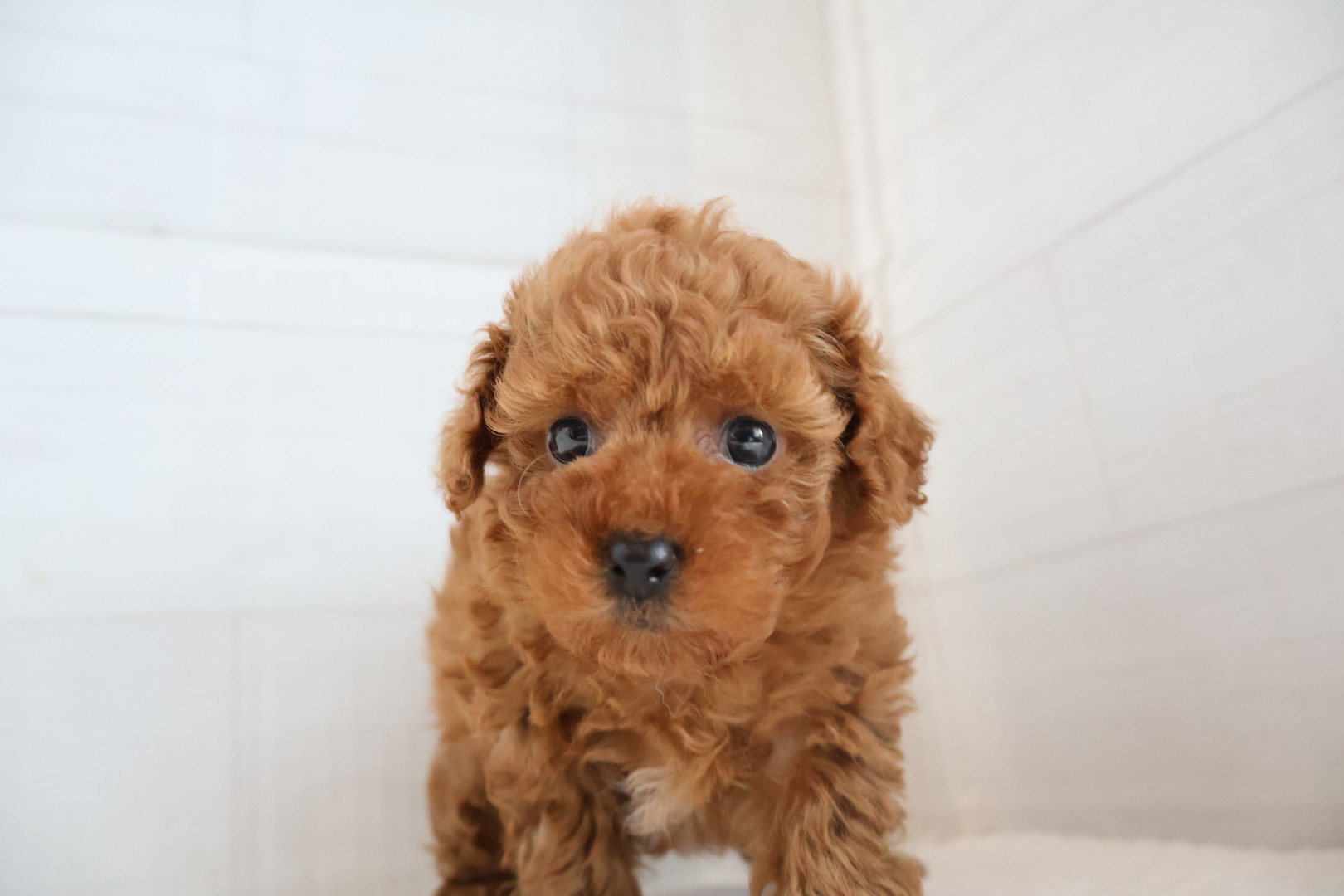 トイプードル レッドの子犬｜佐賀 |ペッツメイト佐賀店