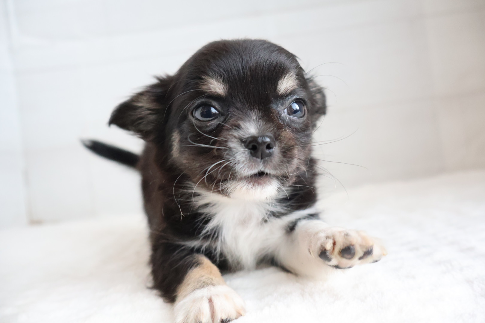 ロングコートチワワ ブラックタンホワイトの子犬｜佐賀 |ペッツメイト佐賀店