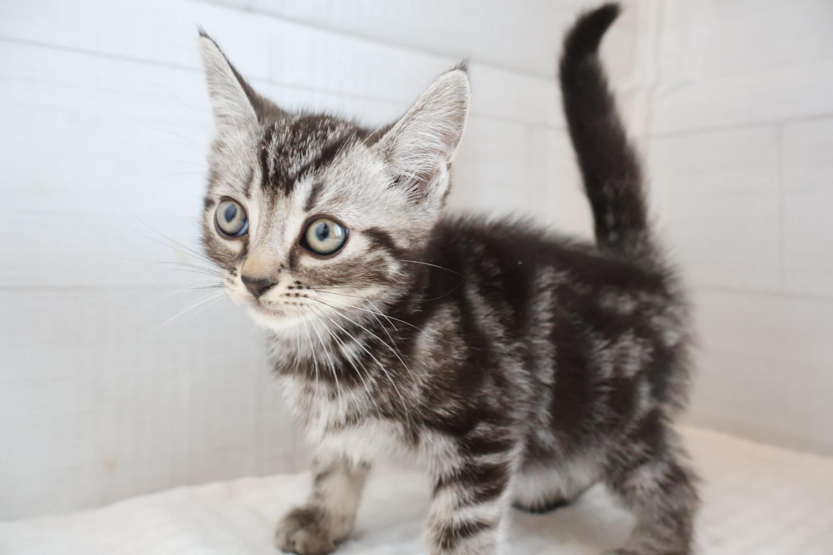 アメリカンショートヘア シルバータビーの子猫｜福岡 |ペッツメイトイオン小郡店