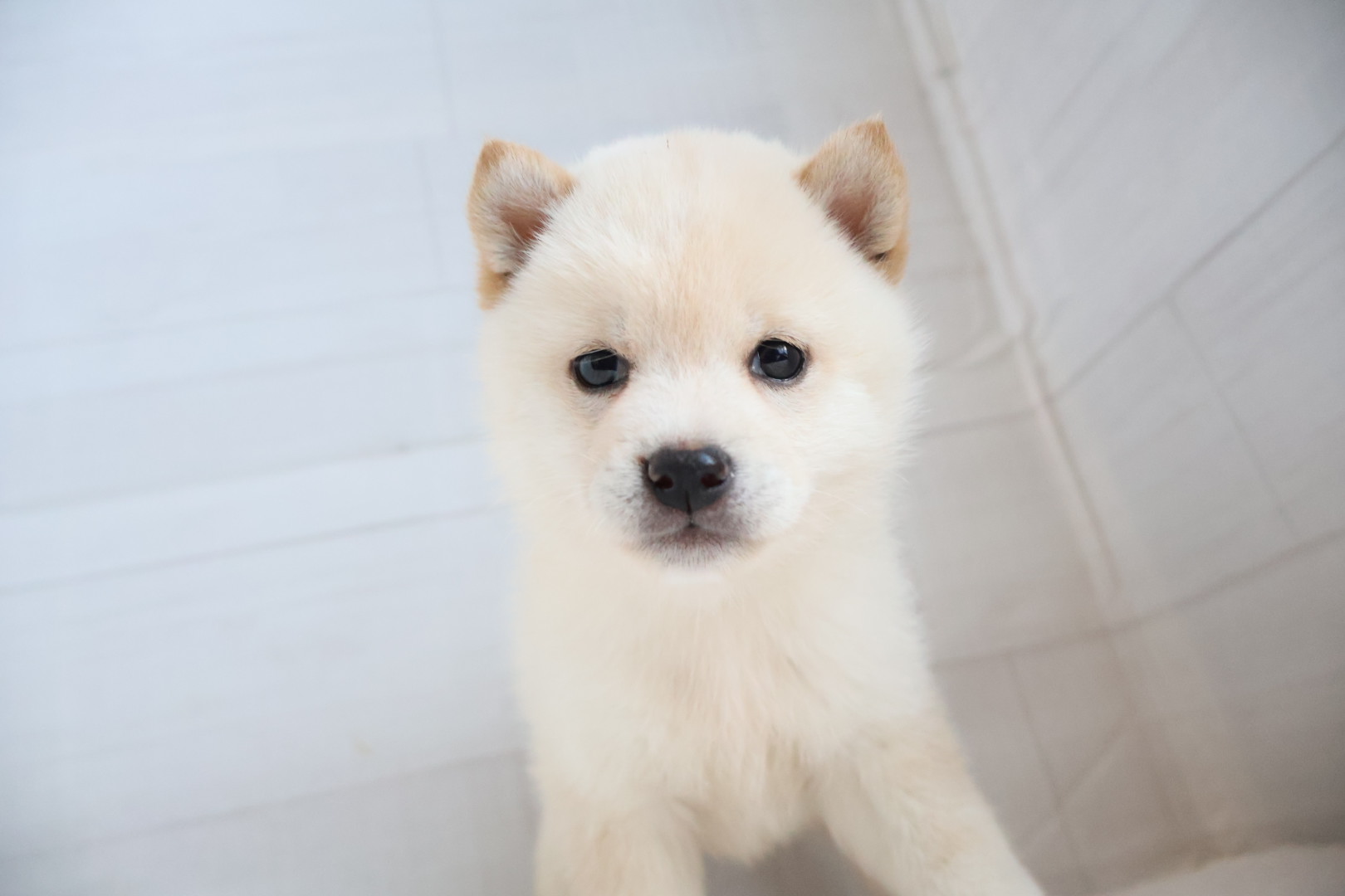 豆柴 白の子犬｜福岡 |ペッツメイトイオン乙金店