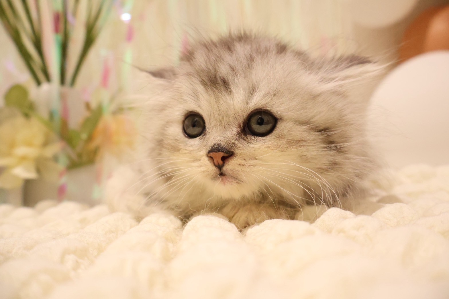 ラガマフィン シルバータビーの子猫｜福岡 |ペッツメイトイオン乙金店