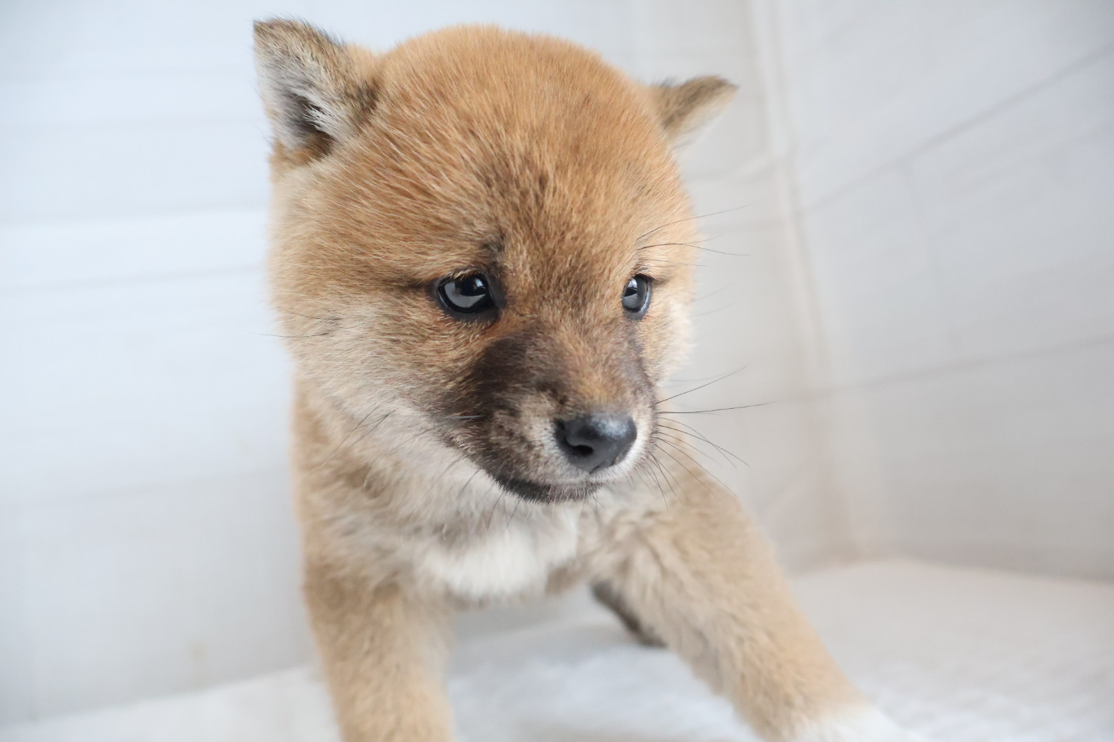 豆柴 赤の子犬｜宮崎 | ペッツメイトイオン都城店