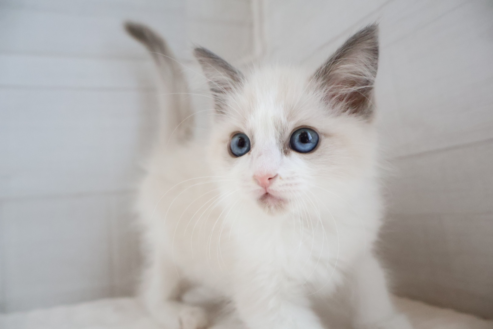 ラグドール ブルーポイントバイカラーの子猫｜宮崎 | ペッツメイトイオン都城店