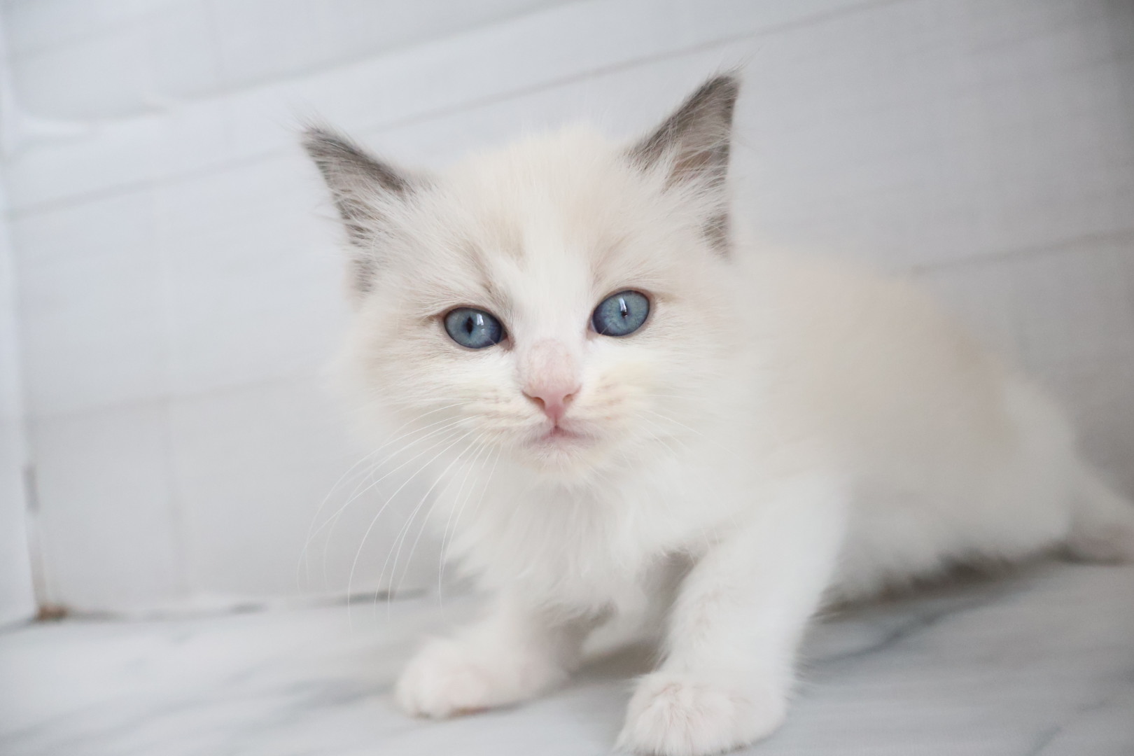ラグドール ブルーポイントバイカラーの子猫｜佐賀 |ペッツメイト佐賀店