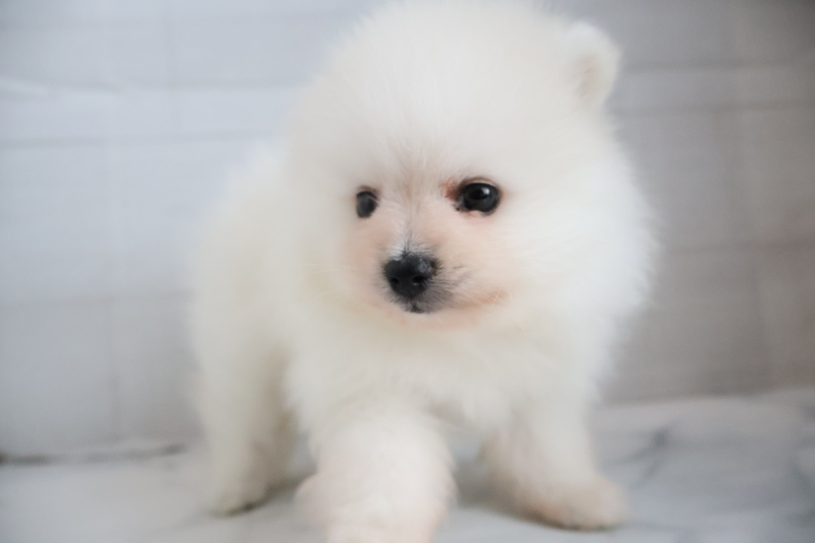 ポメラニアン ホワイトの子犬｜福岡 |ペッツメイトイオン小郡店