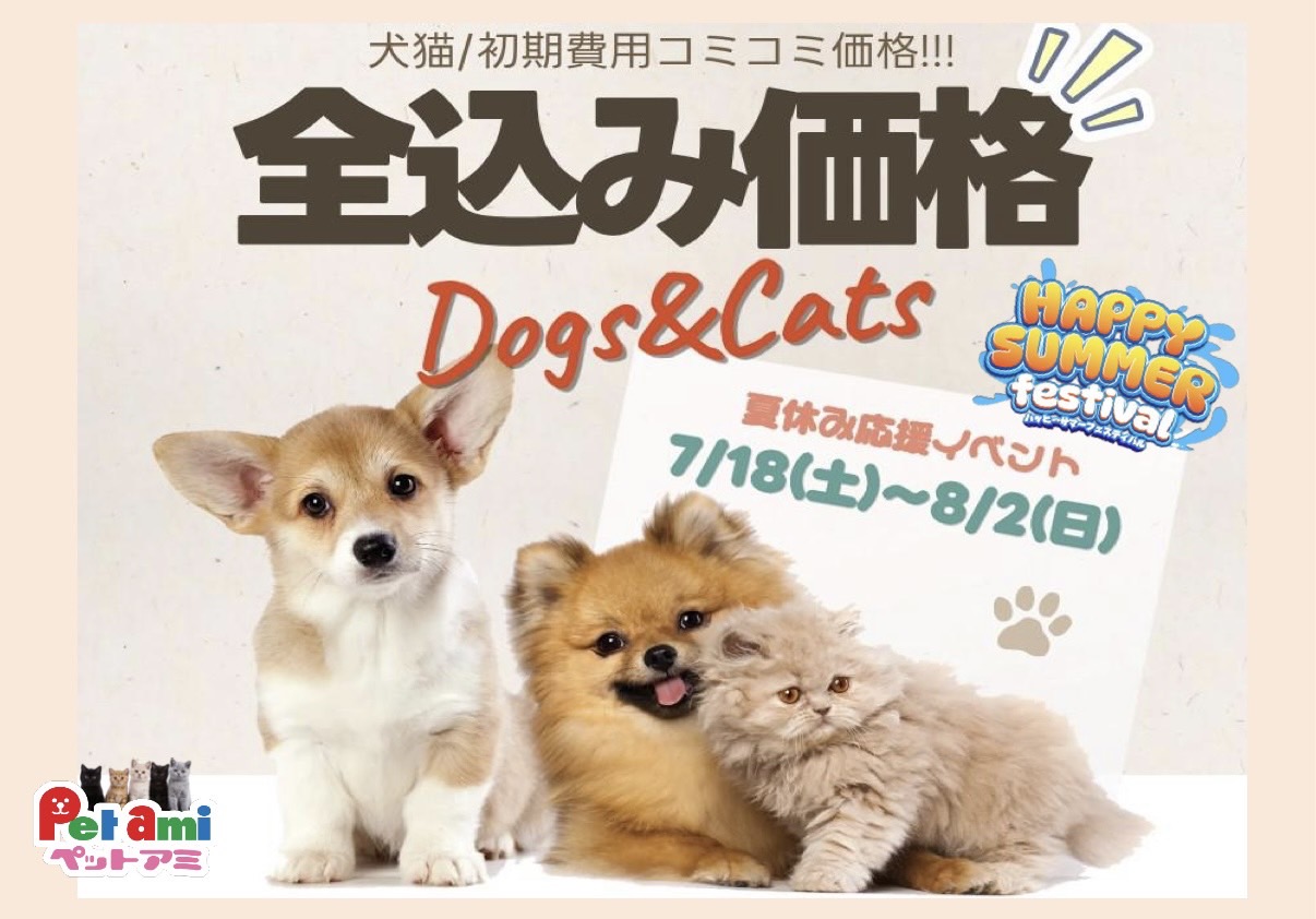 ブリティッシュショートヘア ブルーの子猫｜福岡 |ペットアミ甘木店