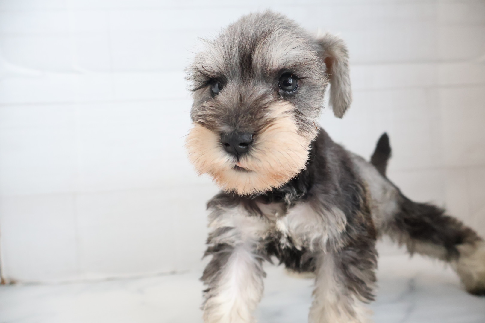 ミニチュアシュナウザー ソルトペッパーの子犬｜佐賀 | ペッツメイトモラージュ佐賀店