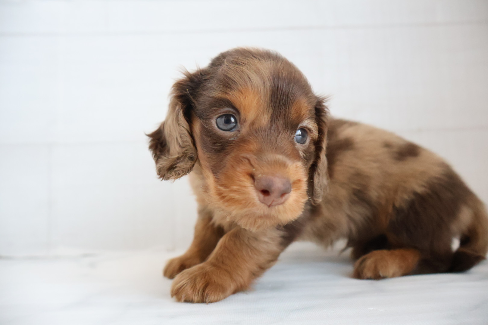 ミニチュアダックスフンド チョコレートダップルの子犬｜宮崎 | ペッツメイト宮交シティ店