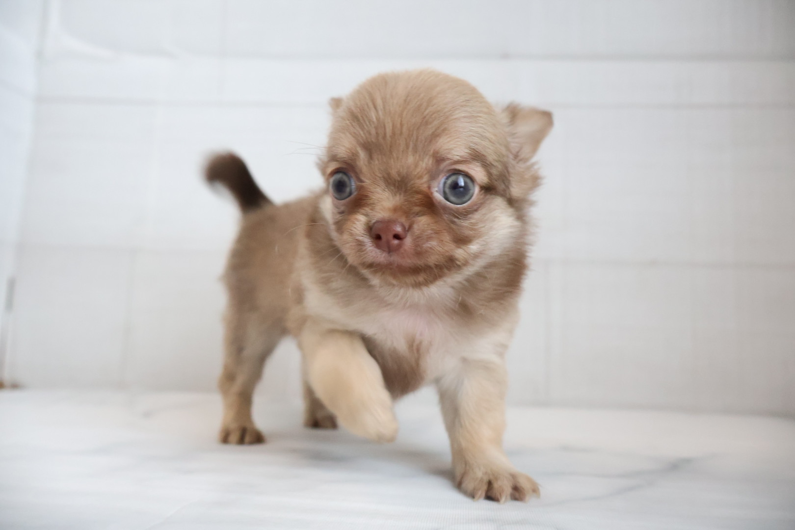 ロングコートチワワ チョコレートフォーンの子犬｜福岡 |ペットアミ甘木店