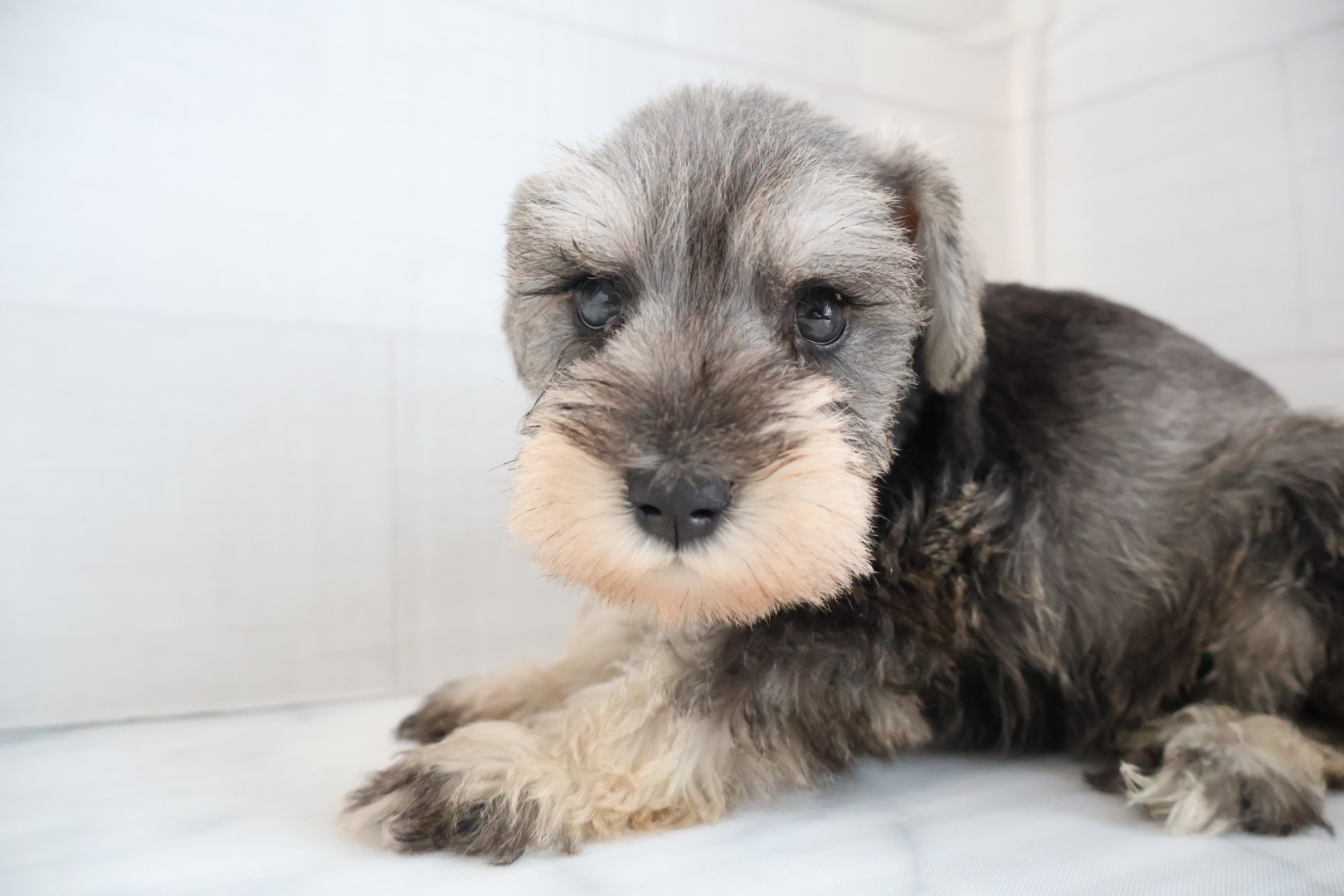 ミニチュアシュナウザー ソルトペッパーの子犬｜佐賀 | ペッツメイトモラージュ佐賀店