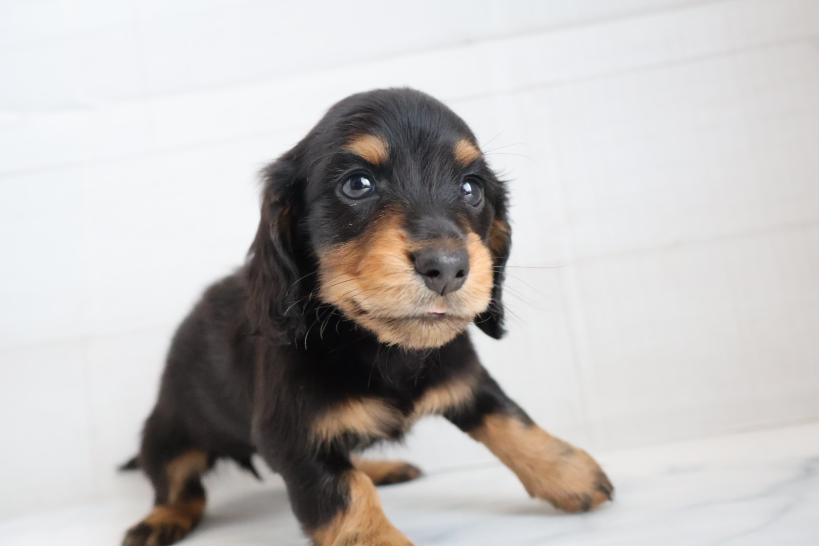 ミニチュアダックスフンド ブラックタンの子犬｜福岡 |ペッツメイトイオン小郡店