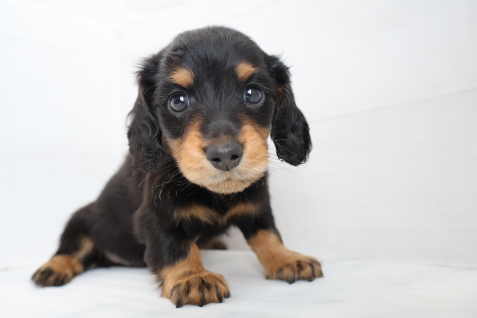 ミニチュアダックスフンド ブラックタンの子犬｜福岡 |ペッツメイトイオン小郡店