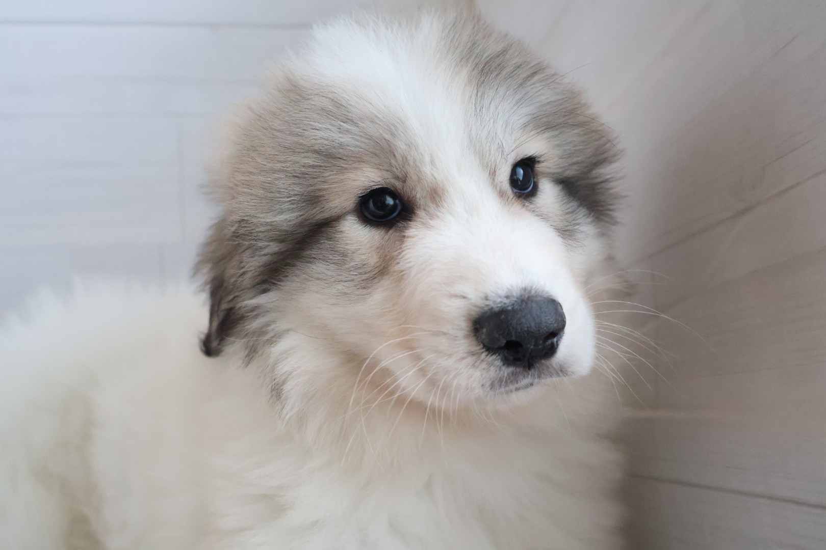 グレートピレニーズ ホワイトバッジャーマーキングの子犬｜宮崎 | ペッツメイトイオン都城店