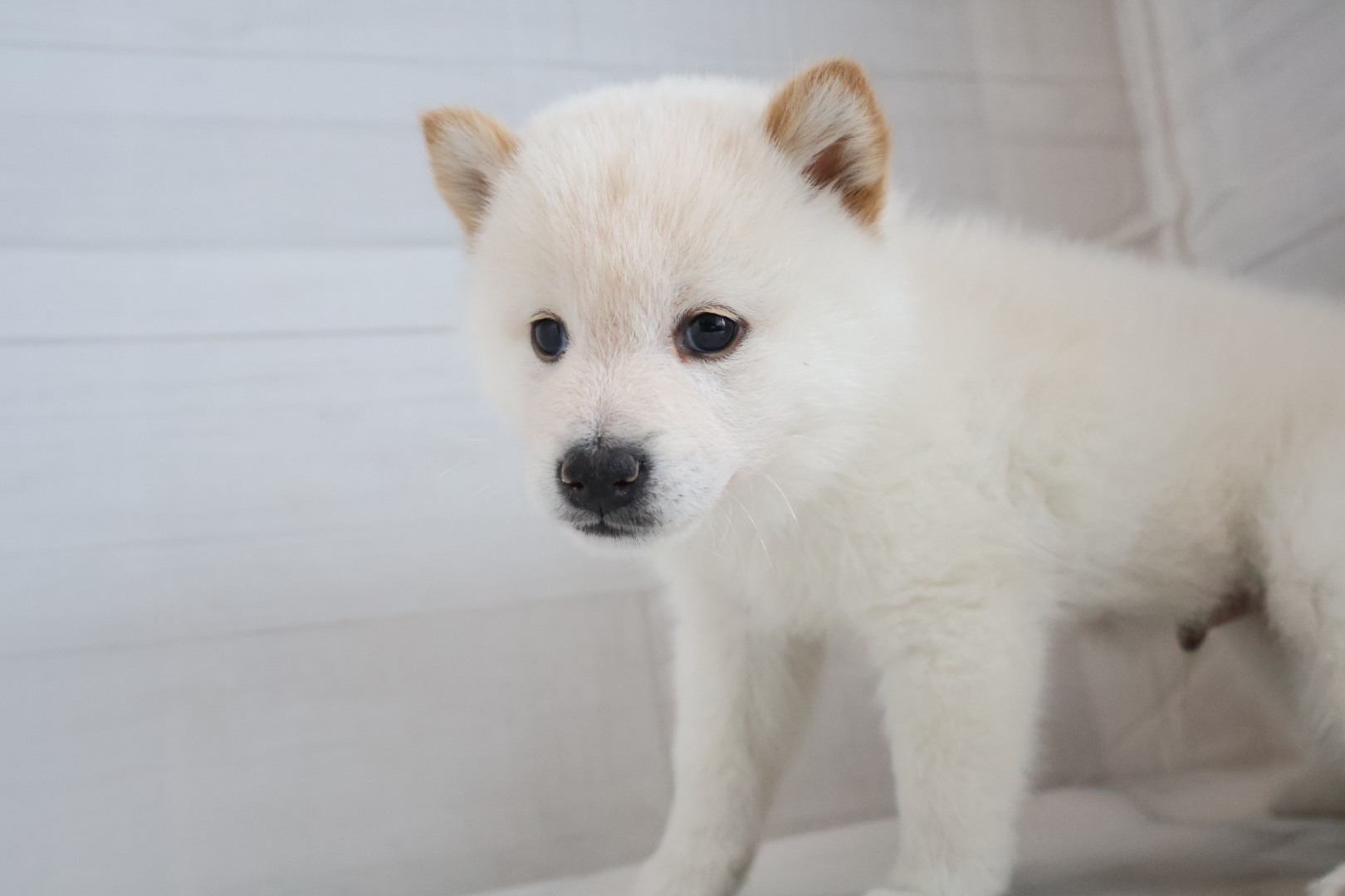 豆柴 白の子犬｜佐賀 | ペッツメイトモラージュ佐賀店