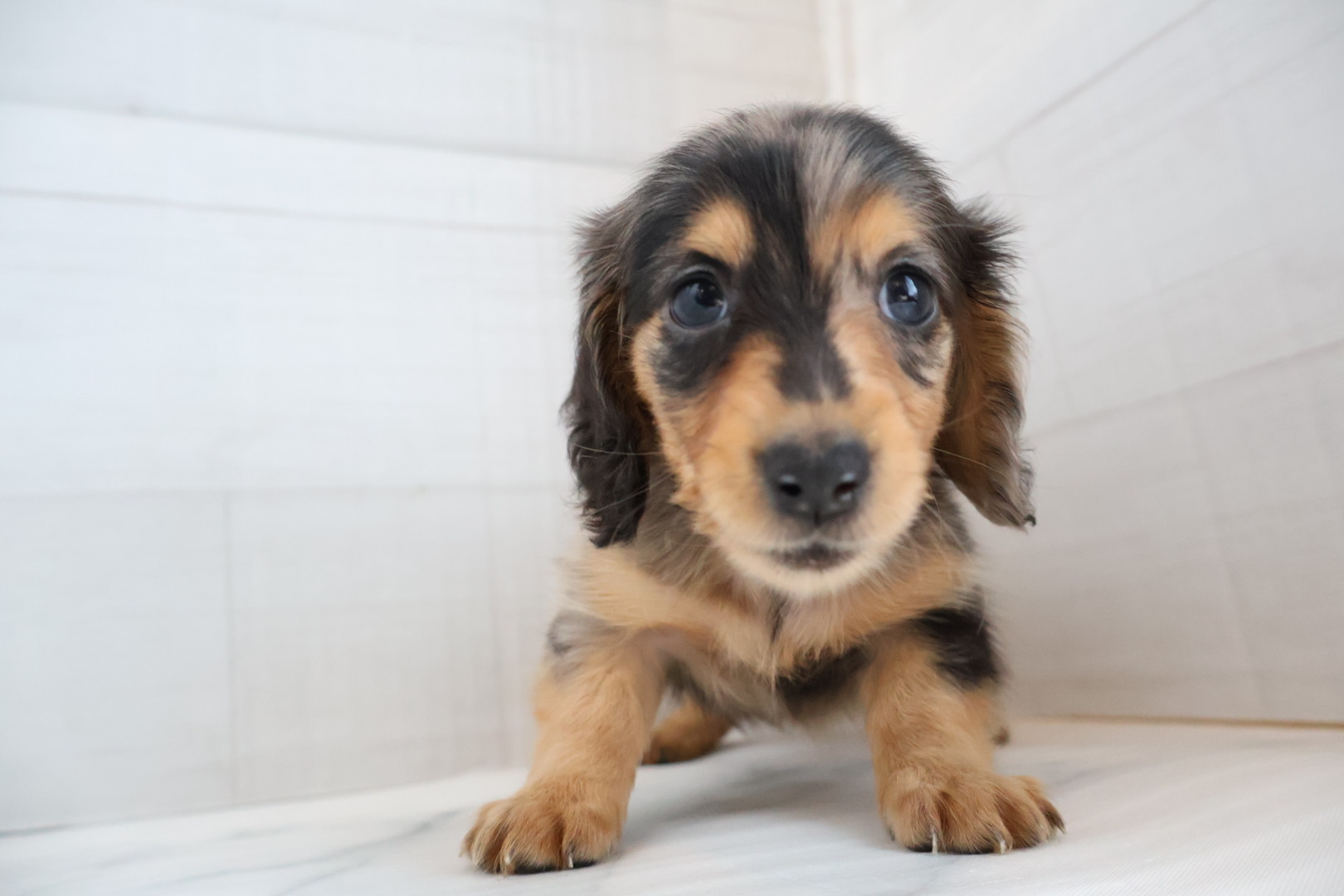ミニチュアダックスフンド シルバーダップルの子犬｜福岡 |ペットアミ筑後店