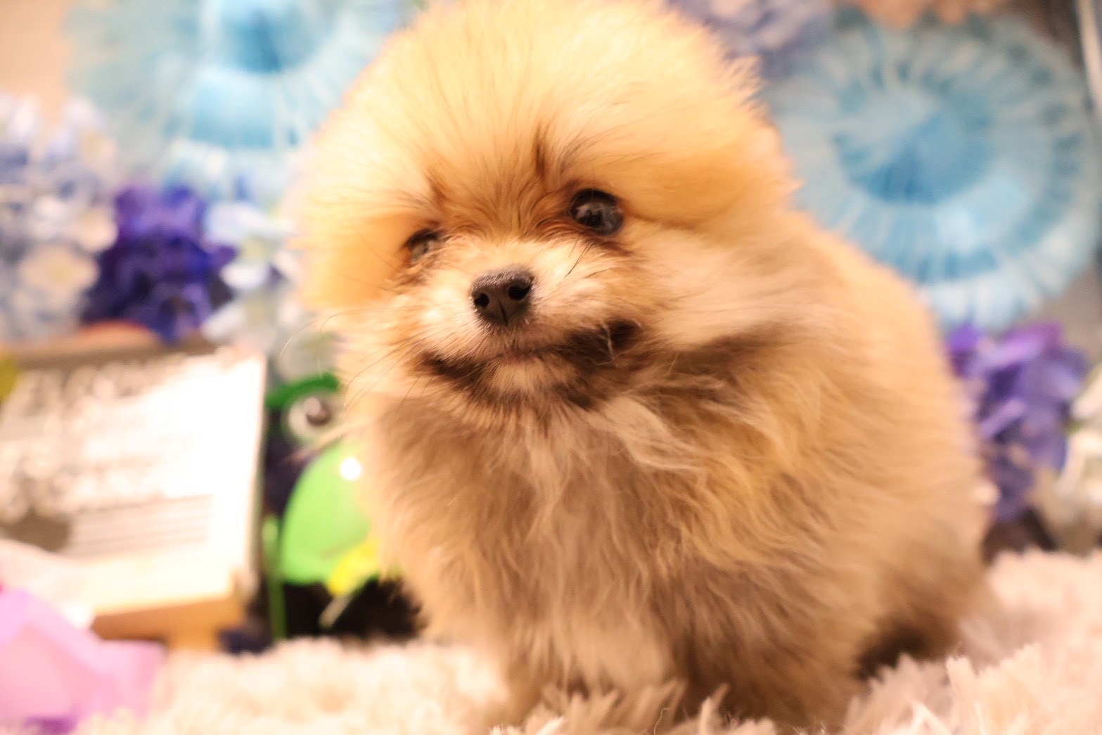 ポメラニアン オレンジの子犬｜福岡 |ペッツメイトイオン乙金店