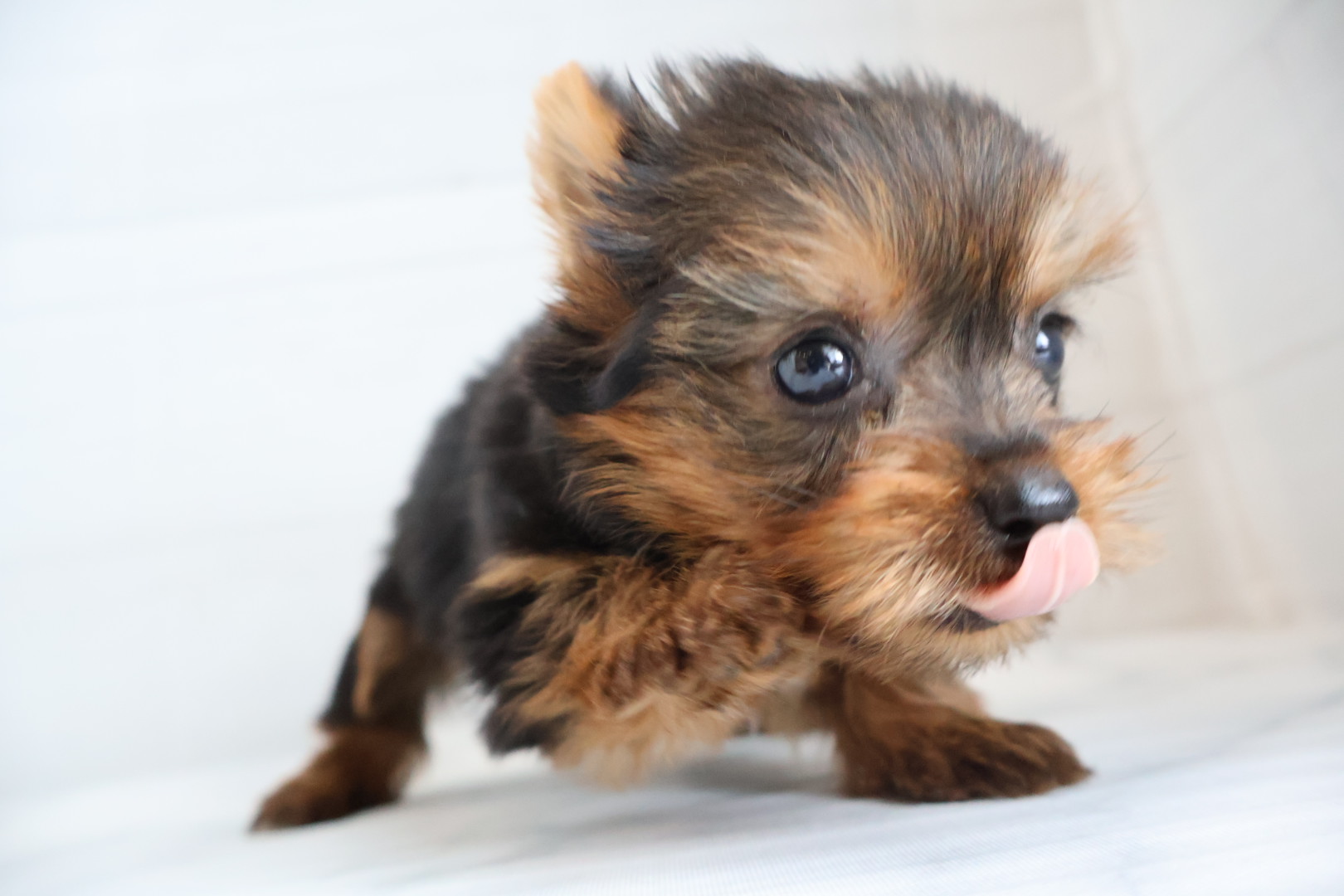 ヨークシャーテリア スチールブルータンの子犬｜宮崎 | ペッツメイト宮交シティ店