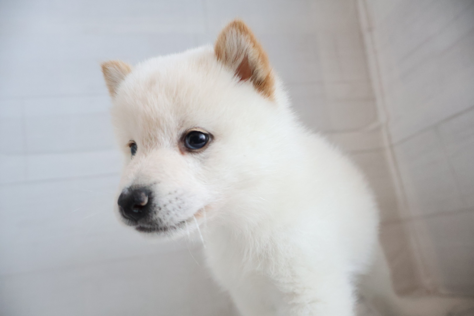 豆柴 白の子犬｜佐賀 | ペッツメイトモラージュ佐賀店