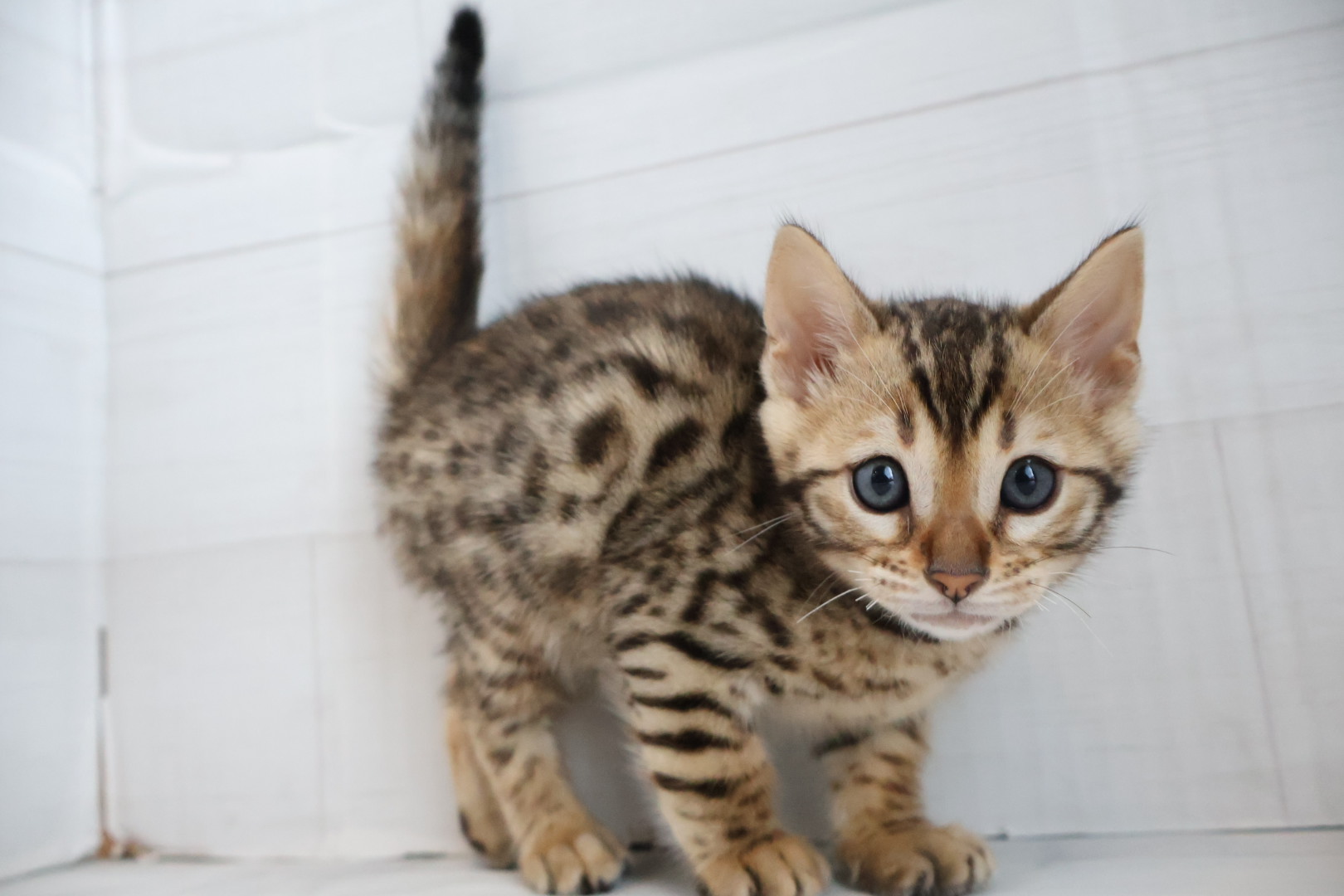 ベンガル ブラウンスポットタビーの子猫｜佐賀 |ペッツメイト佐賀店