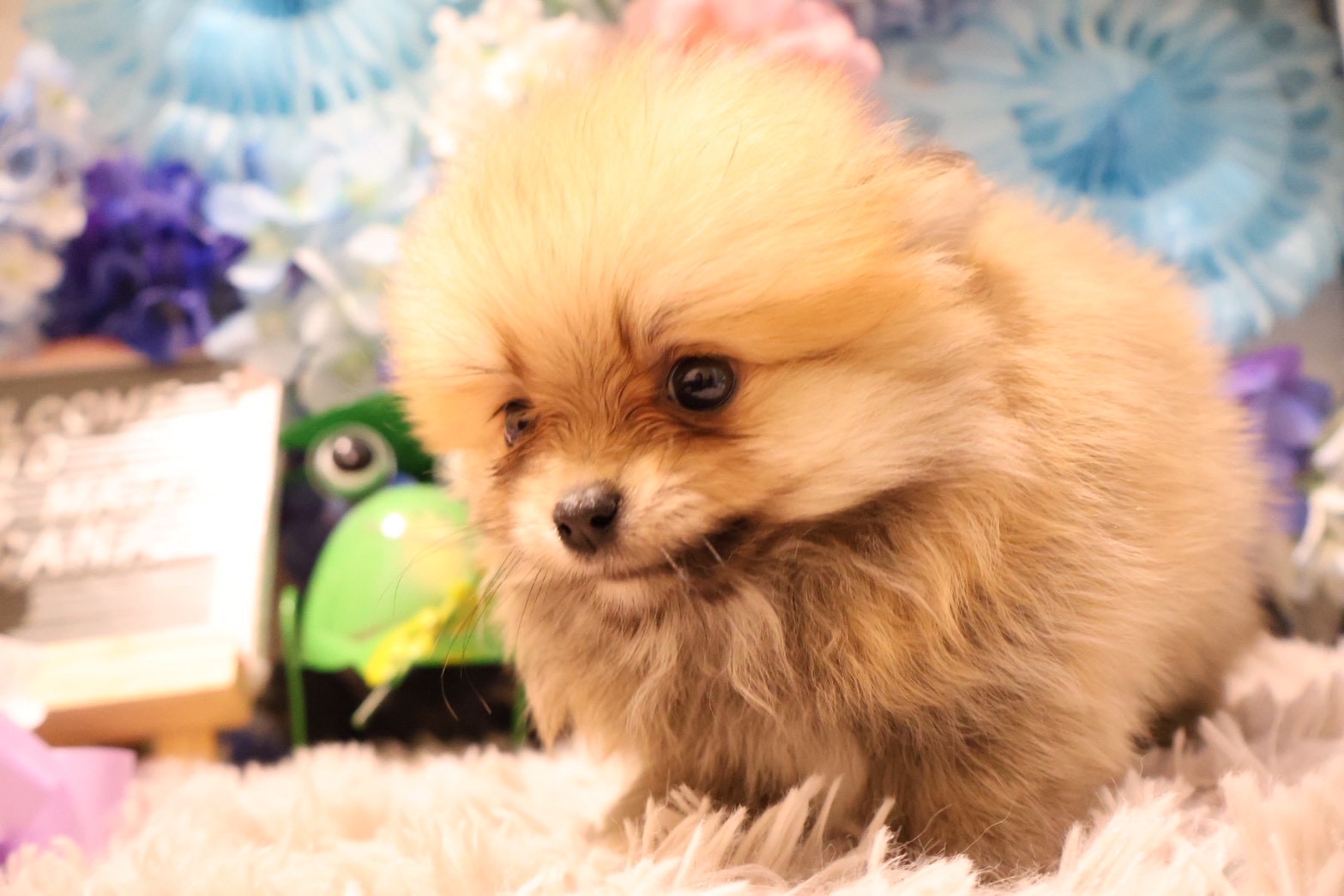ポメラニアン オレンジの子犬｜福岡 |ペッツメイトイオン乙金店