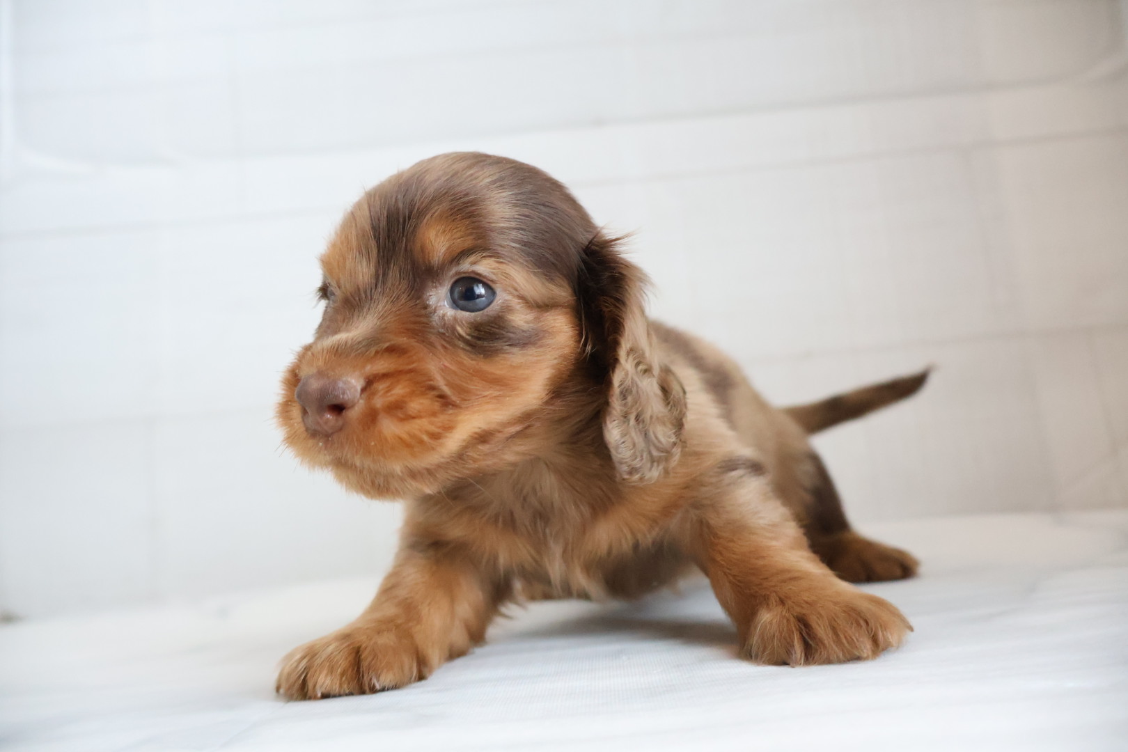 ミニチュアダックスフンド チョコレートダップルの子犬｜宮崎 | ペッツメイト宮交シティ店